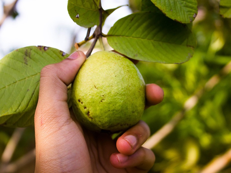 Goiaba, a fruta que é um bom remédio